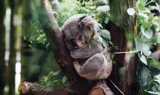koala