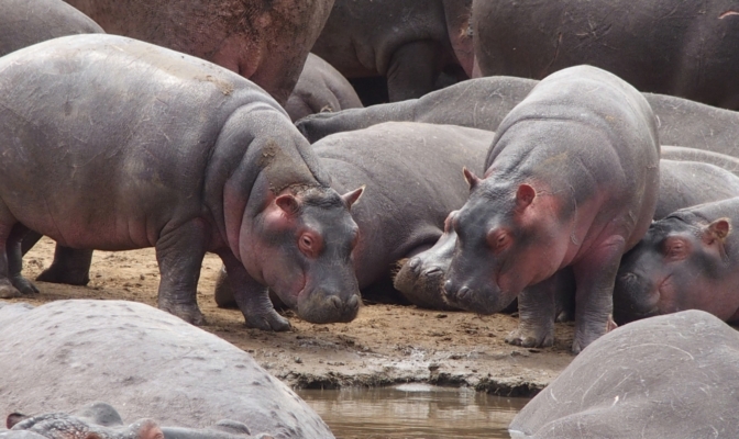 hipopotamy