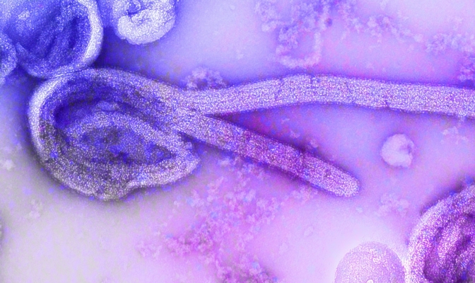 ebola