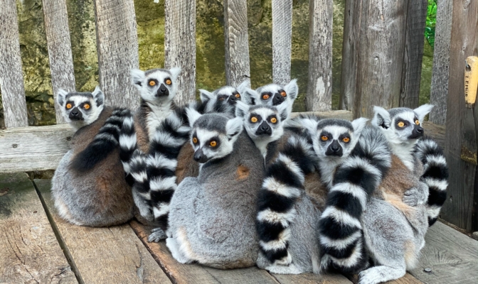 lemur