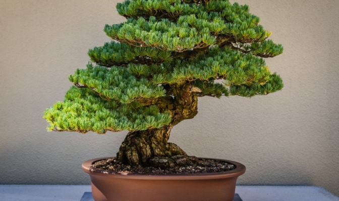 bonsai