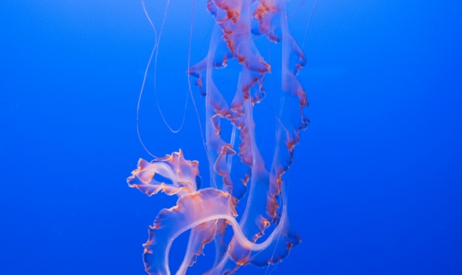 meduza
