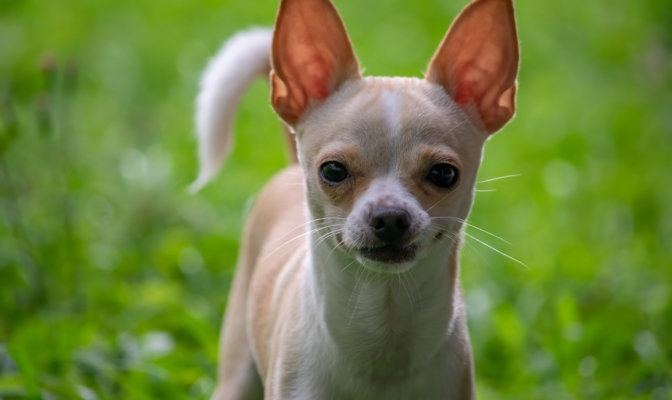 chihuahua