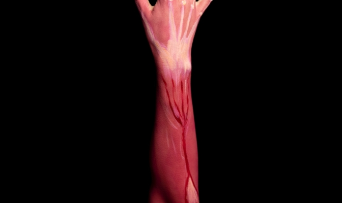 mięśnie człowieka