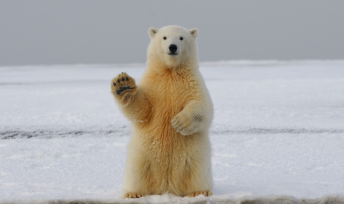 Niedźwiedź polarny