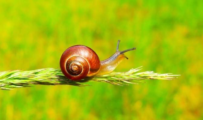 ślimak
