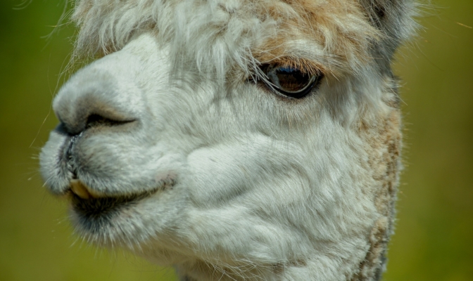 zwierzęta Ameryki południowej