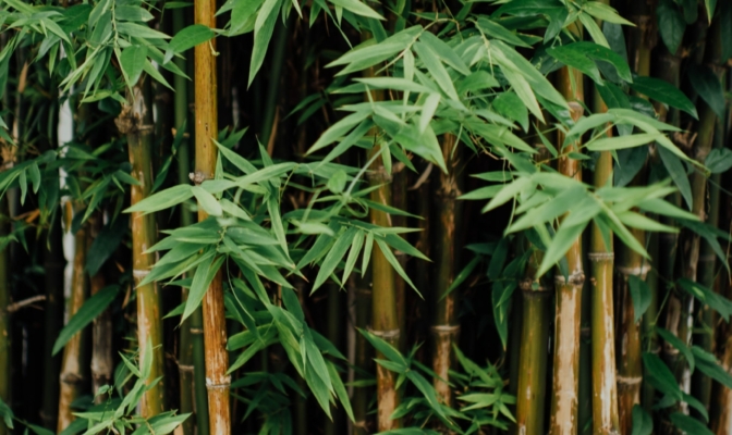 bambus